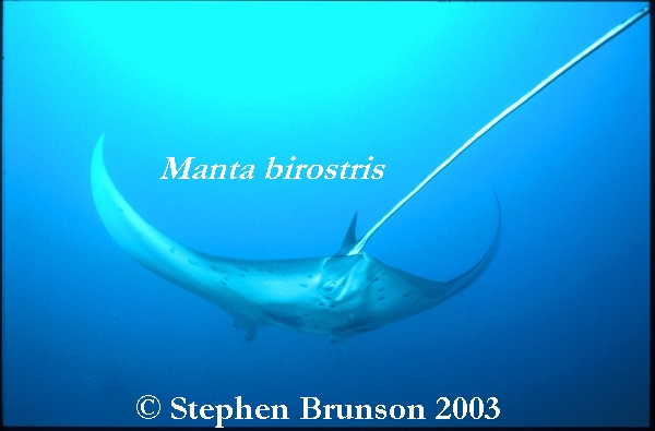 The manta's filtration system is used for feeding as well as respiration. The blue whale, basking shark, and whale shark have feeding systems similar to the Manta's.