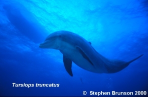 Dolphins weigh 330 - 440 lbs - Tursiops truncatus.