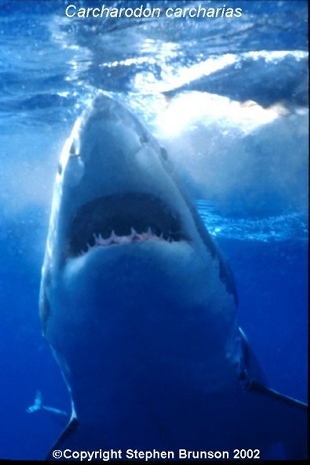 Great White Sharks rise up under their prey - Carchodon carcharias