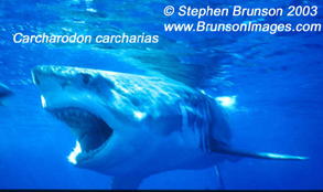 Great White Shark cage diving - Carchodon carcharias