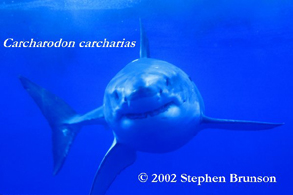 Great White Shark photographed in Australia - Carcharodon carcharias