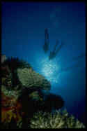 Coral animals prey on zooplankton not so much for the calories but for the scarce nutrients, especially phosphorous. Through digestion, coral animals release these nutrients to the algae. Coral and algae then seem to cycle these nutrients between them, reducing the nutrient loss to the water.