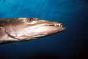 Sphyraena barracuda is a long, slender, predaceaous marine fish with small scales, a large mouth with fanglike teeth, and a protruding lower jaw