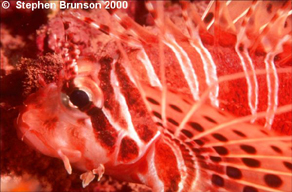 Pterois volitans or Lionfish, is a type of scorpionfish, so called for its poisonous spines