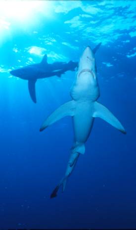 Blue sharks usually seem merely inquisitive and shy, circling around divers and swimmers, but it has attacked people; also blamed for feeding frenzies on survivors of World War II ship sinkings