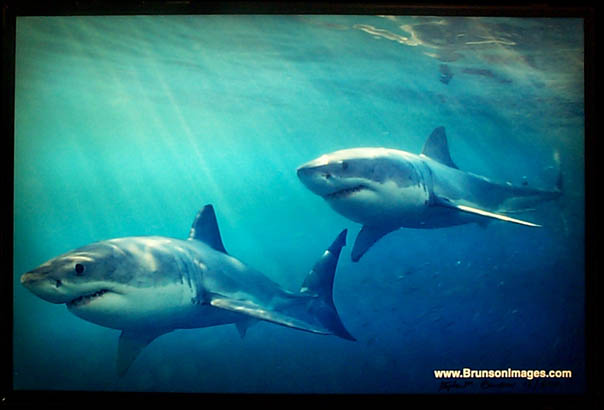 A pair of Great White Sharks stalking their prey - Carchodon carcharias