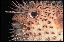 The porcupine fish, or Diodon hystrix is a member of the Diodontidae family of Puffers